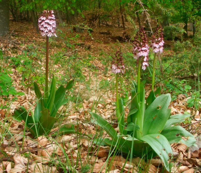 Orchis violet