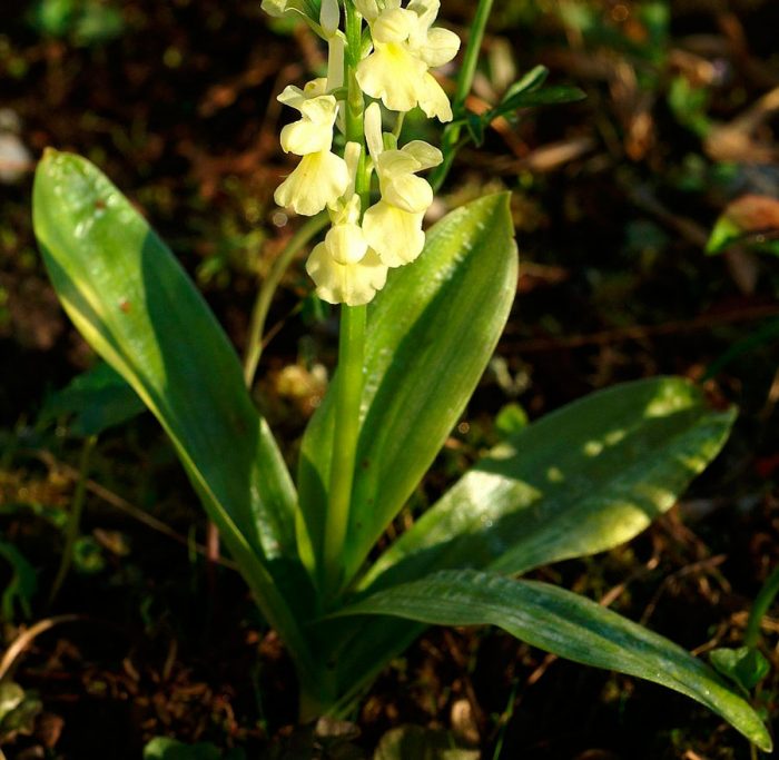 Orchis sápadt