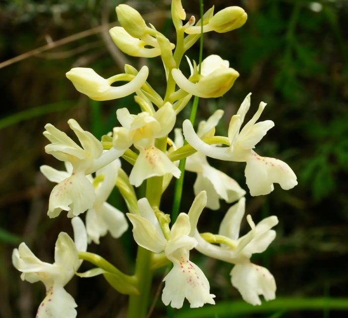Orhidee provensale