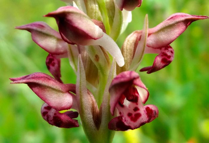 Felbärande orchis