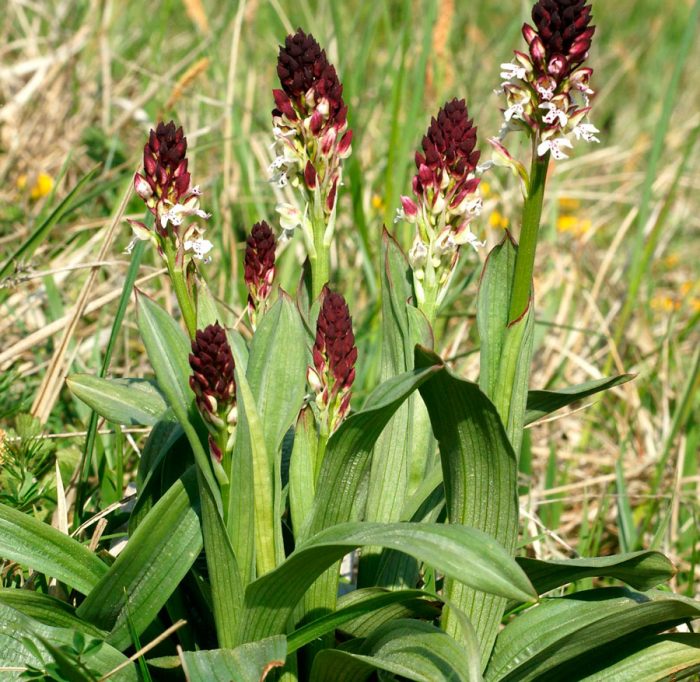 Stekt orchis