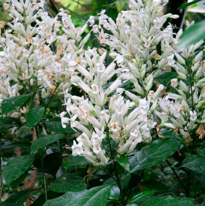 Whitefeldia longifolia