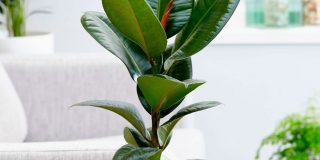 Ficus gumiszerű (elasztikus)