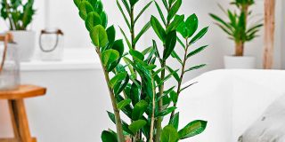 Heliconia zimmerpflanze - Die besten Heliconia zimmerpflanze im Überblick